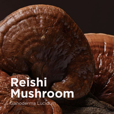 Reishi Mushroom